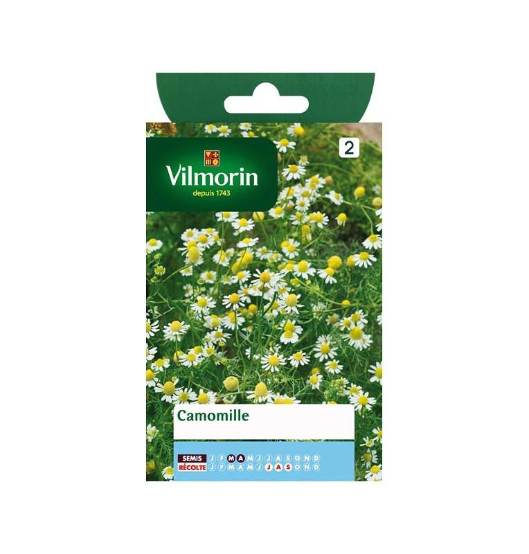Chamomile Chamomile