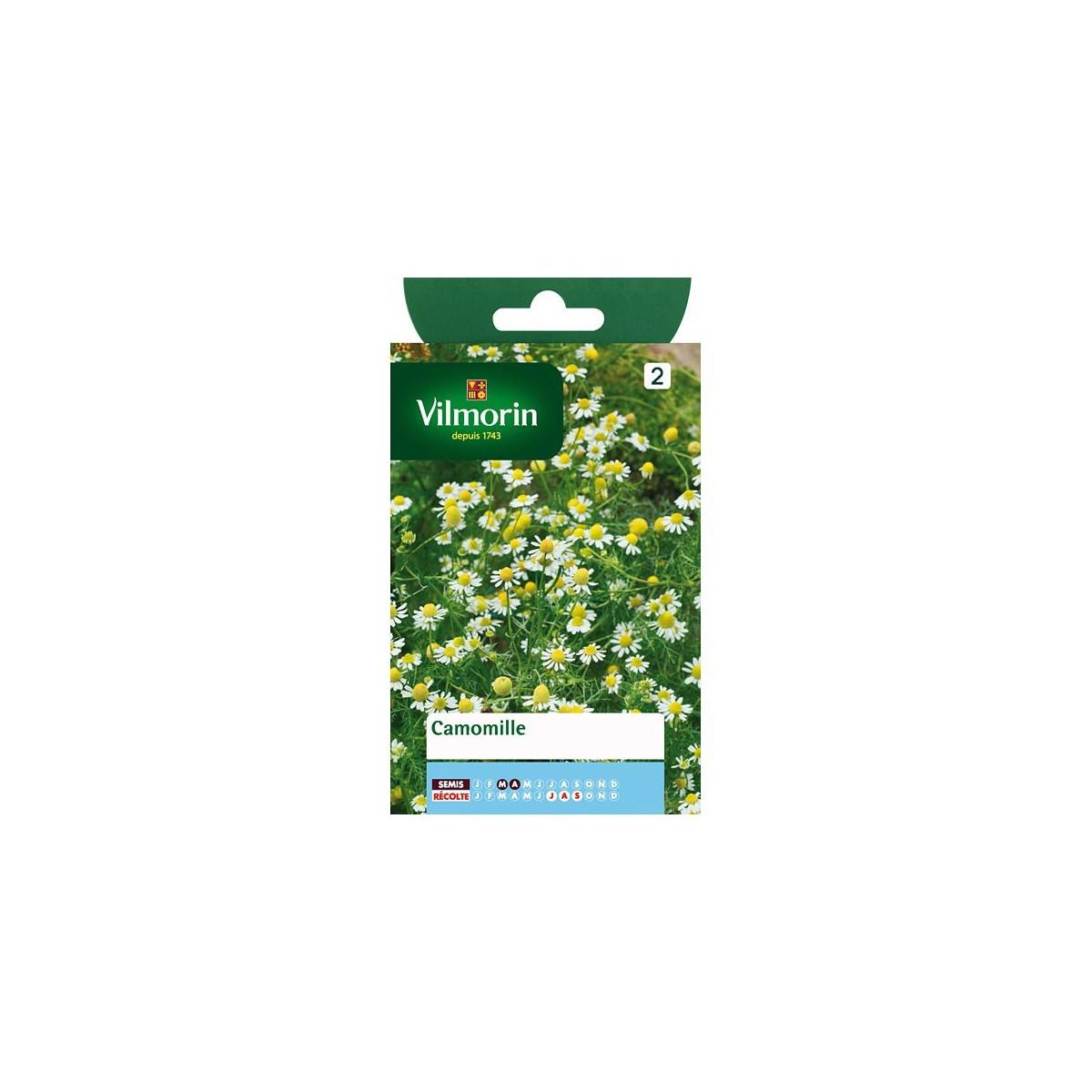 Chamomile