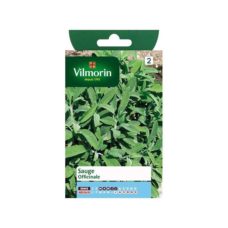 Semillas Salvia officinal Vilmorin - Vivaz aromática y medicinal Semillas Salvia officinal Vilmorin - Vivaz aromática y medicinal
