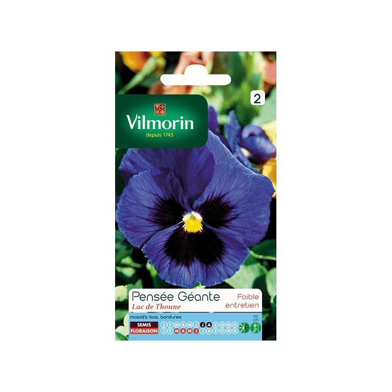 Giant Pansy Lac de Thoune Seeds Packet Giant Pansy Lac de Thoune Seeds Packet