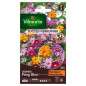 Samentüte Cosmos Feng Shui Samentüte Cosmos Feng Shui