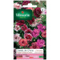 Sachet graines Oeillet de chine double Vilmorin varié Sachet graines Oeillet de chine double Vilmorin varié