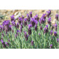 lavanda farfalla lavandula stoechas vilmorin lavanda farfalla lavandula stoechas vilmorin