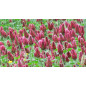 Clover Incarnate Green Fertiliser 500gr VILMORIN - 200m2 Clover Incarnate Green Fertiliser 500gr VILMORIN - 200m2