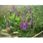 Vesce Engrais vert 500gr Vilmorin - 100m2 Vesce Engrais vert 500gr Vilmorin - 100m2