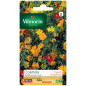 Sachet graines Cosmos Sulphureus varié