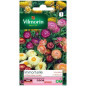 Sachet graines Immortelle à Bractées variée Sachet graines Immortelle à Bractées variée