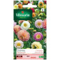 Dahlia Unwin Semi Borsa Variata Dahlia Unwin Semi Borsa Variata