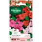 Bustina di semi Impatiens ibrida in miscuglio Bustina di semi Impatiens ibrida in miscuglio
