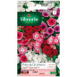 Sachet graines Phlox de Drummond grande fleur variée Sachet graines Phlox de Drummond grande fleur variée