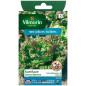 Bag seeds Lettuce Batavia Kamikaze