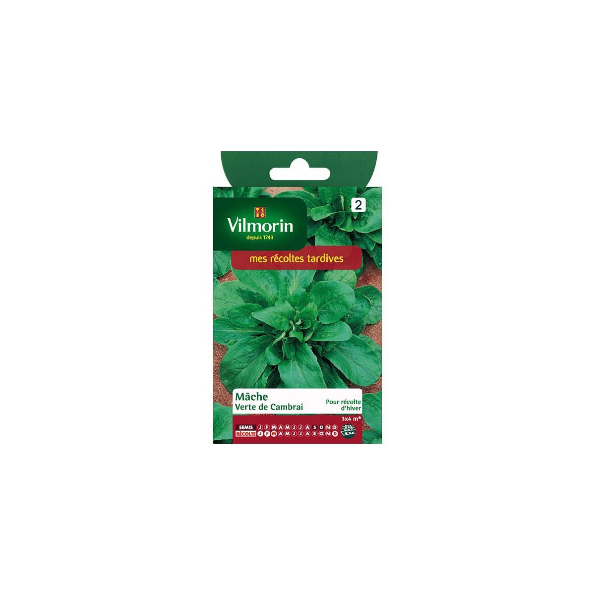 Sachet graines Mache verte de Cambrai