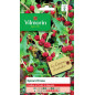 Sachet graines Epinard Fraise - Chenopodium capitatum Sachet graines Epinard Fraise - Chenopodium capitatum
