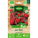 Fresh Grain Bag of Organic Woods - Fragaria vesca