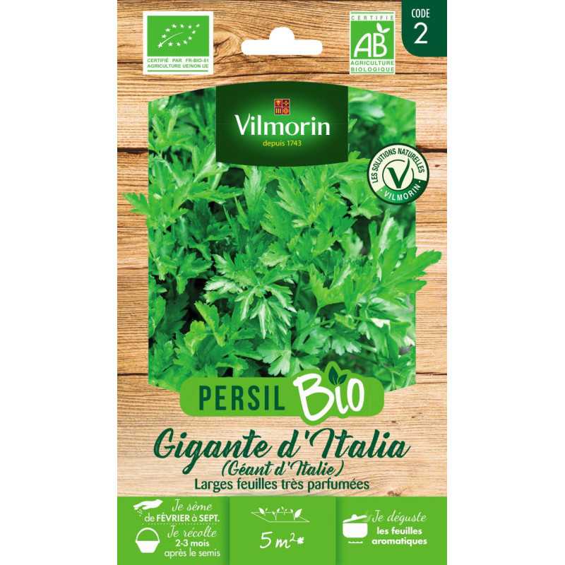 Organic Giant Italian Parsley Seeds - The Most Fragrant of All