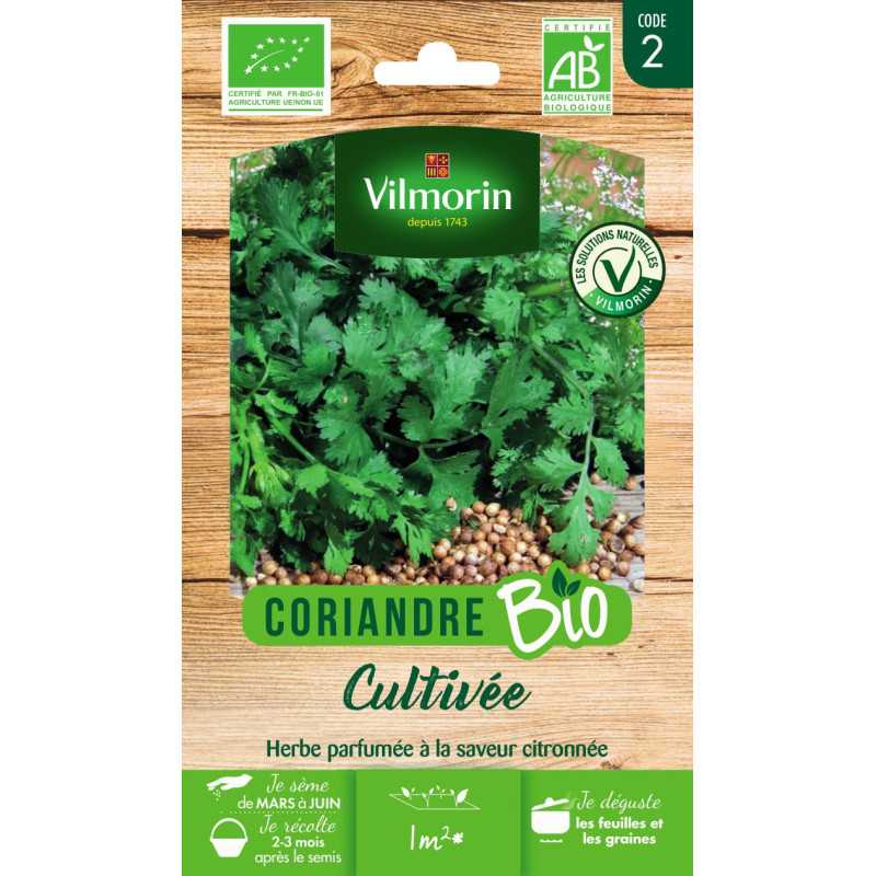 Samentüte Koriander BIO - Coriandrum sativum