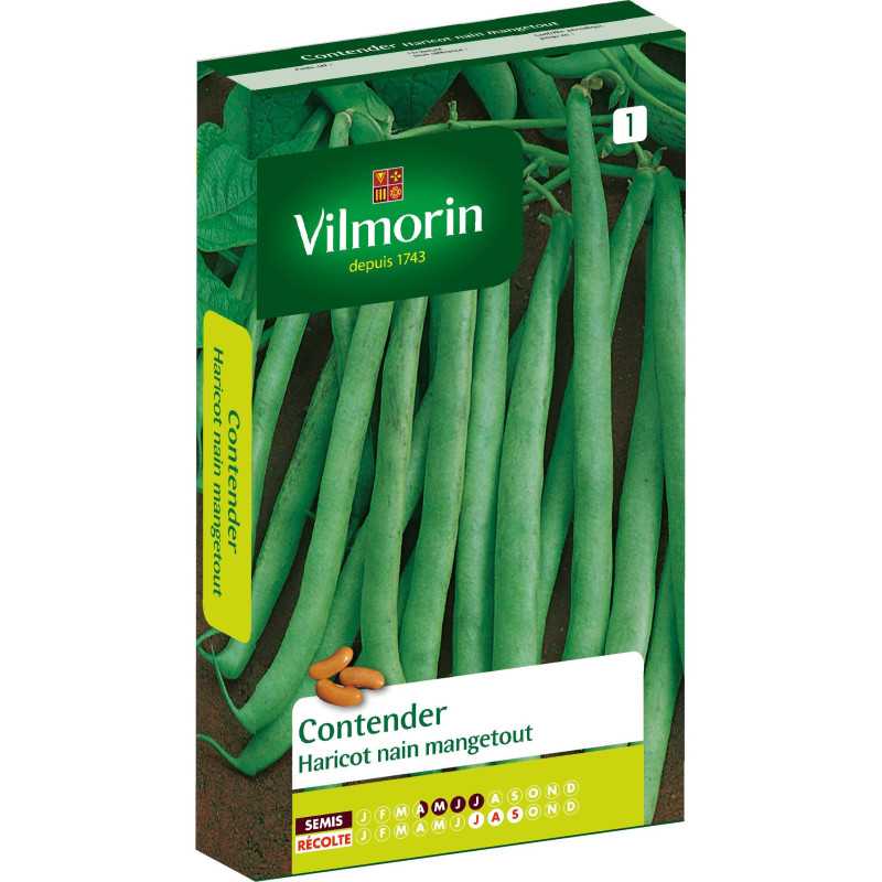 Samen Zwergbohne mangetout CONTENDER Samen Zwergbohne mangetout CONTENDER