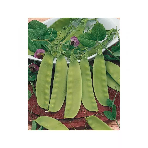 Giant Pea seeds with purple flowers - 5 kg bag