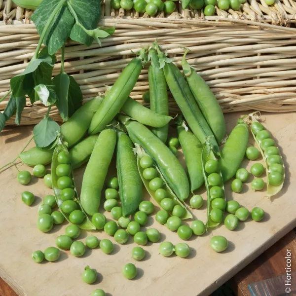 King Pea Seeds Canned - 5 kg bag