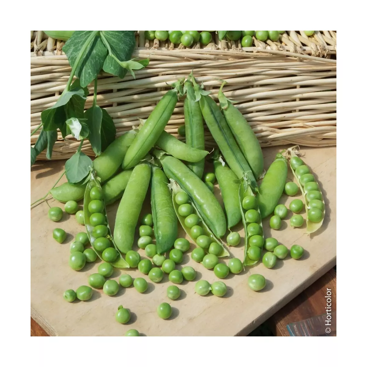King Pea Seeds Canned - 5 kg bag