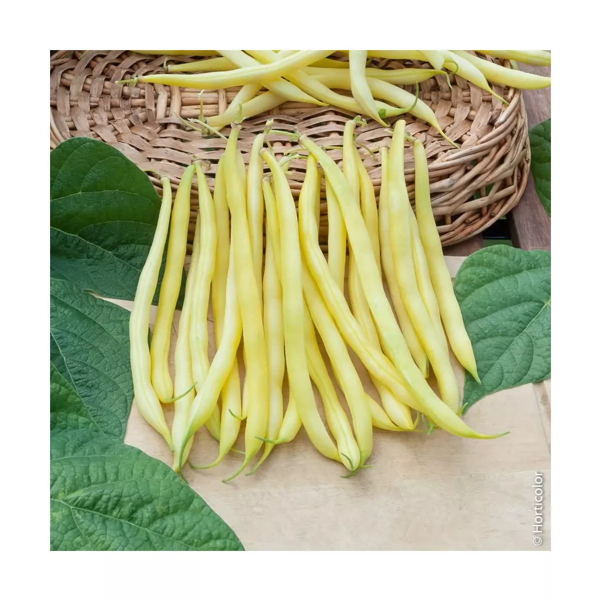 Rocquencourt Bean Seeds - 5 kg bag
