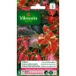 Sachet graines Coléus Arc en Ciel amélioré Sachet graines Coléus Arc en Ciel amélioré