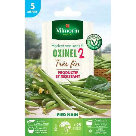 Graines de Haricot Nain Vert Oxinel 2 - 5 metres