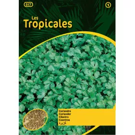 Sachet graines LES TROPICALES - Coriandre cultivée
