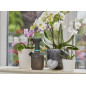 Spray grilletto 1L - GARDENA Spray grilletto 1L - GARDENA