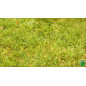 Turf Kikuyu BHS , 25m² , box of 300 grs