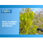 Solabiol BB20300 miscela bordolese, Case 300 G - Protezione efficace contro la peronospora Blister di pesca. Solabiol BB20300 miscela bordolese, Case 300 G - Protezione efficace contro la peronospora Blister di pesca.