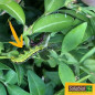Solabiol Box borer con Bacillus Thuringiensis 15GRS Solabiol Box borer con Bacillus Thuringiensis 15GRS