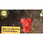 Trattamento Cocciniglie pronte all'uso Solabiol - Spruzzatore 750ML