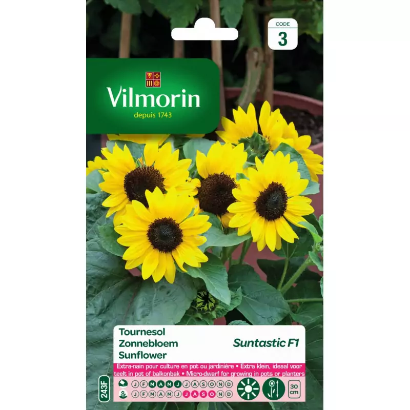 Suntastic F1 sunflower seeds - Helianthus annuus