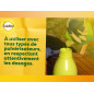 Insetti dell'orto: trattamento all'olio di arancia