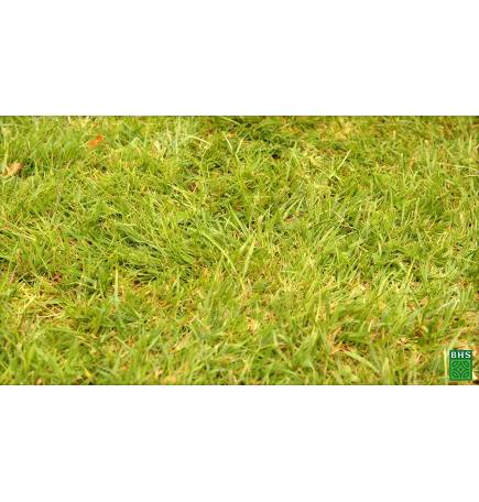 Gazon Kikuyu BHS , 25m² , boite de 300 grs