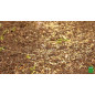 Tappeto erboso BHS Kikuyu, 25m², scatola da 300 gr - confezione danneggiata Tappeto erboso BHS Kikuyu, 25m², scatola da 300 gr - confezione danneggiata