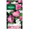 Product sheet Lavatera with large flower