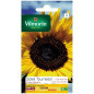 Sachet seeds Sun sunflower giant flower
