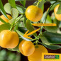 SOLABIOL Fertilizzante per agrumi, 750g, può essere utilizzato in agricoltura biologica, SOAGY750, marrone SOLABIOL Fertilizzante per agrumi, 750g, può essere utilizzato in agricoltura biologica, SOAGY750, marrone