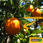 SOLABIOL Citrus fertiliser, 750g, can be used in organic farming, SOAGY750, brown