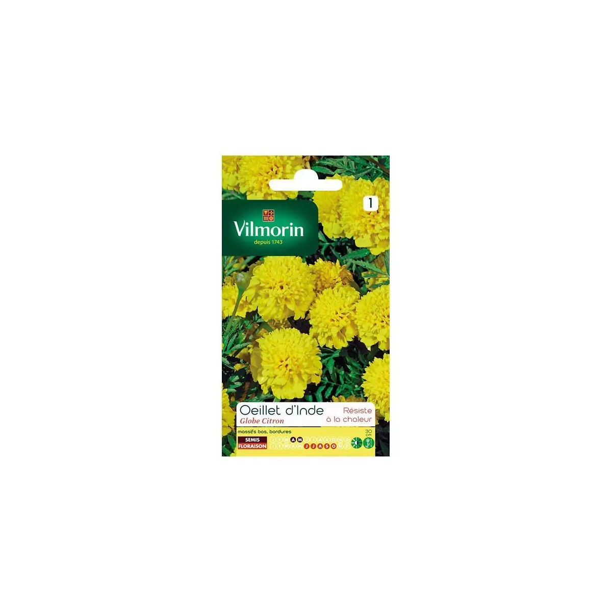Product sheet Carnation Lemon Globe