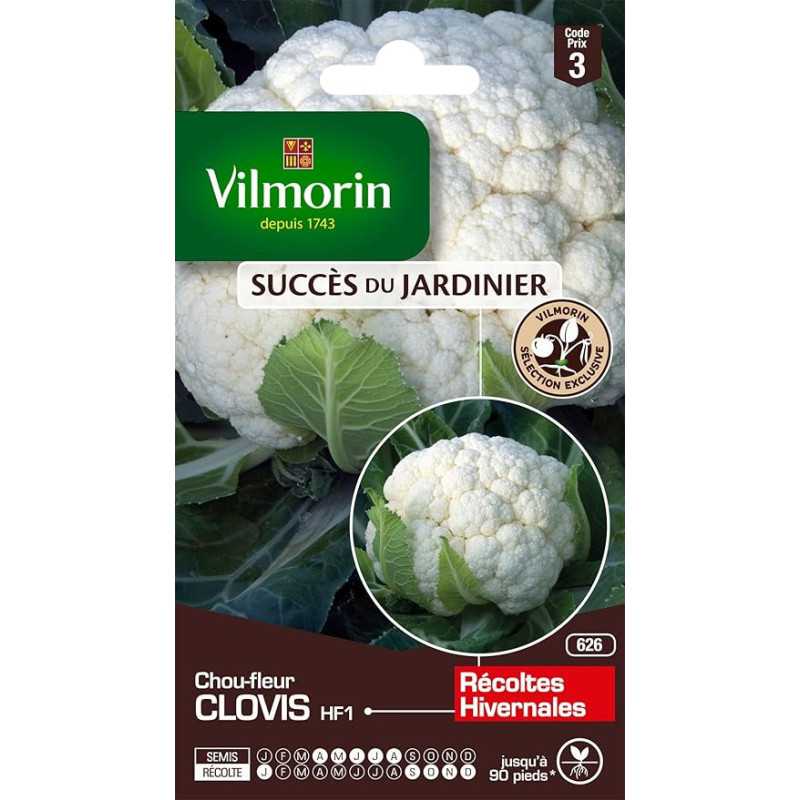Sobre de semillas de coliflor Clovis HF1 Vilmorin - cosecha de invierno