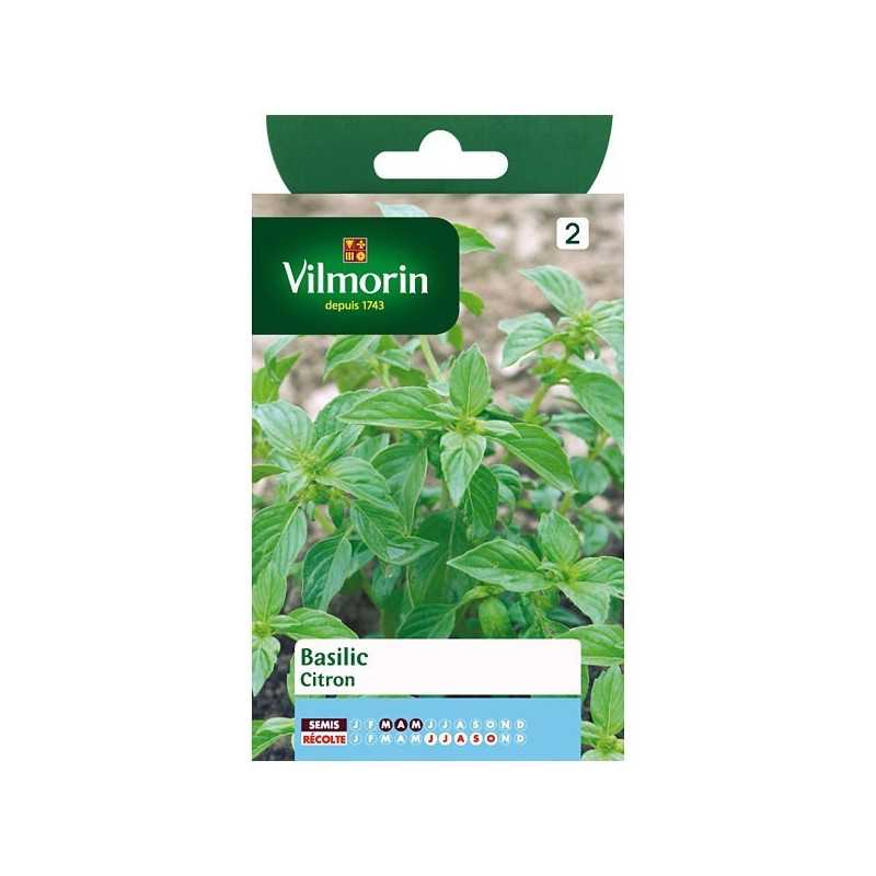 Lemon Basil Seeds Vilmorin - Aromatic Herb, Easy to Grow in Pots Lemon Basil Seeds Vilmorin - Aromatic Herb, Easy to Grow in Pots