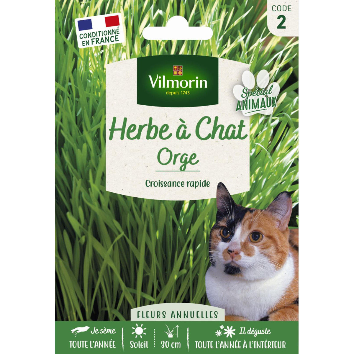 Katzengras-Samen Vilmorin - Keimt in 7 bis 10 Tagen, 50 cm