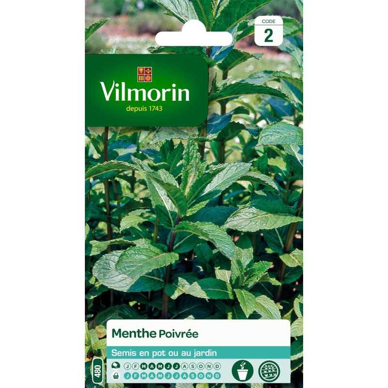 Pfefferminzsamen Vilmorin - Intensives Aroma, leicht zu ziehen Pfefferminzsamen Vilmorin - Intensives Aroma, leicht zu ziehen