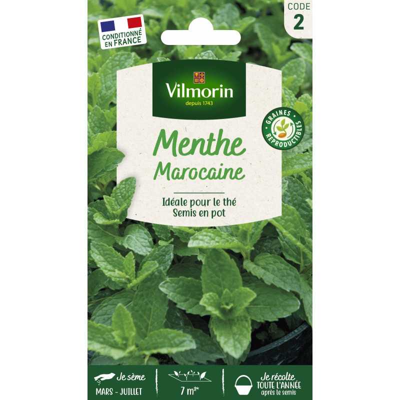 Moroccan Mint Seeds Packet Moroccan Mint Seeds Packet