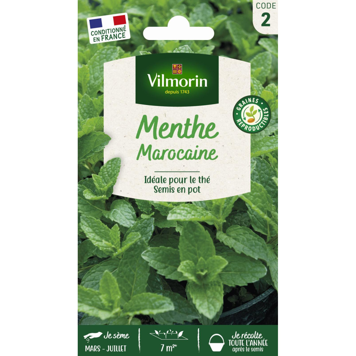 Semillas Menta Marroquí Vilmorin - Té a la menta auténtico | Multitanks