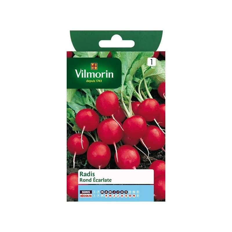 Sobre de semillas Rábano redondo escarlata Vilmorin - Variedad precoz Sobre de semillas Rábano redondo escarlata Vilmorin - Variedad precoz