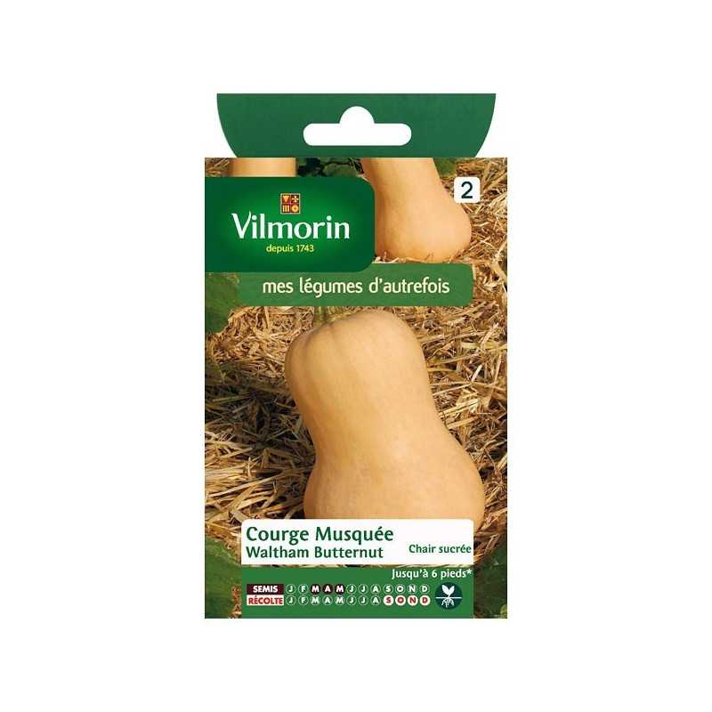 Waltham Butternut Squash Seeds Vilmorin - 1.5 to 2 kg Fruit, Long Keeping